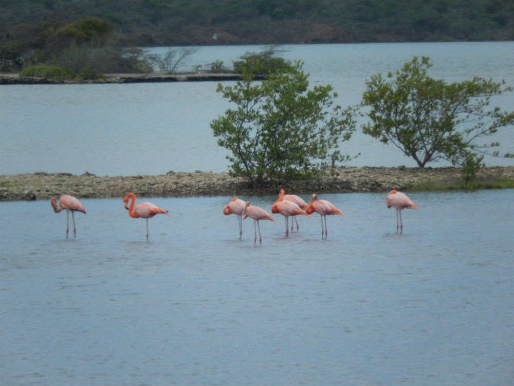 flamingos-op-de-zoutpannen-van-jan-kock