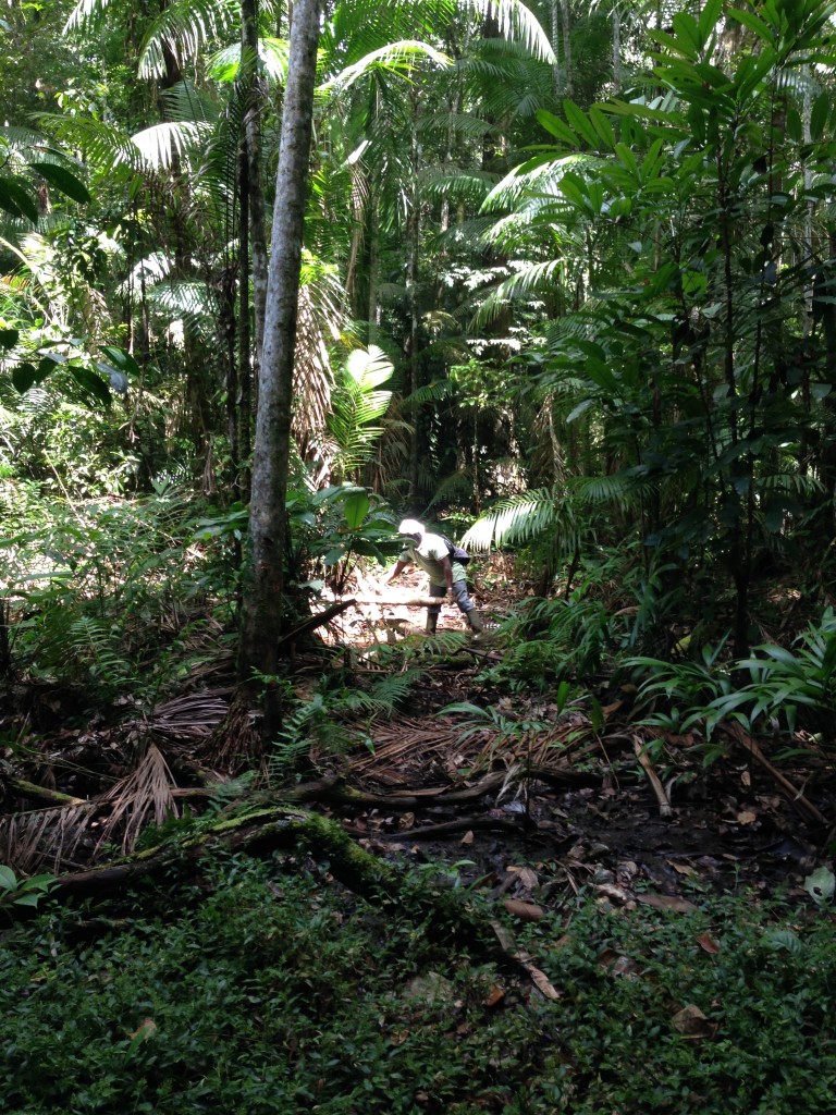Jungle wandeling Kajana Suriname