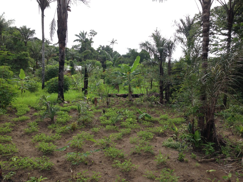 Kostgrondje in Suriname